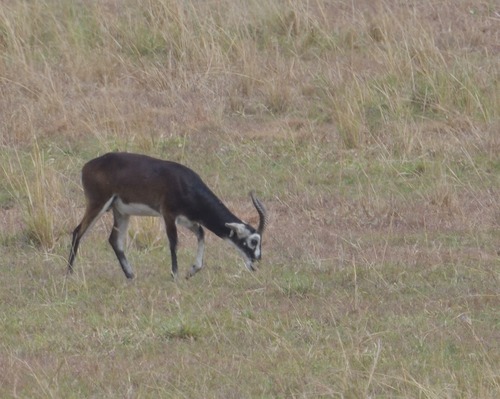 Kob, Karenga, Uganda, photo 5 of 10