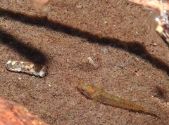 Rhinogobius duospilus