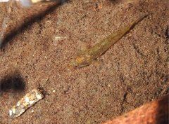 Rhinogobius duospilus