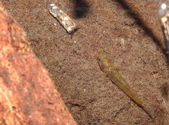 Rhinogobius duospilus