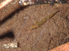 Rhinogobius duospilus