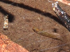 Rhinogobius duospilus