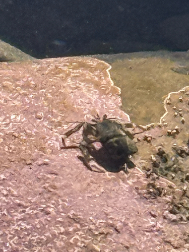 Pacific Hairy Hermit Crab, WA, US, photo 9 of 10
