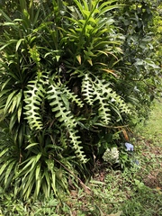 Selenicereus anthonyanus