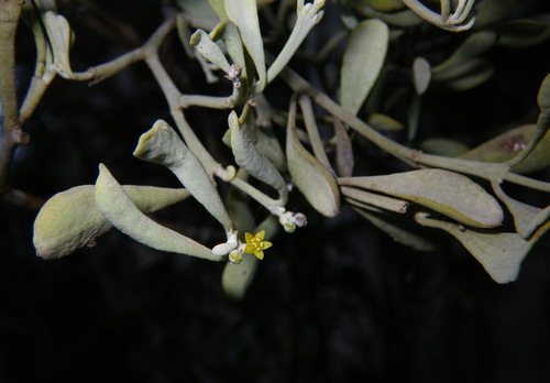 Silver Mistletoe (Notothixos incanus)