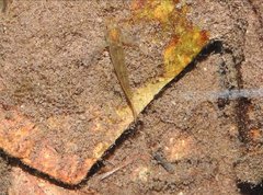 Rhinogobius duospilus