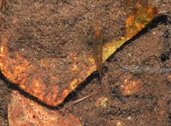 Rhinogobius duospilus