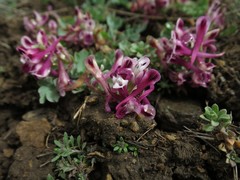Corydalis erdelii