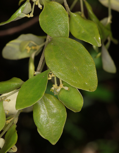 golden mistletoe (Notothixos subaureus)