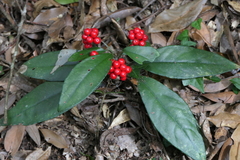 Ardisia brevicaulis