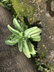 Kalanchoe laetivirens