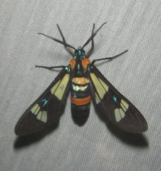 Euchromia folletii