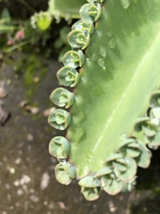 Kalanchoe laetivirens