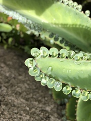 Kalanchoe laetivirens
