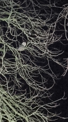 View observation of {o.common_name} on iNaturalist