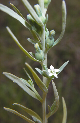 austral toadflax (Thesium australe)
