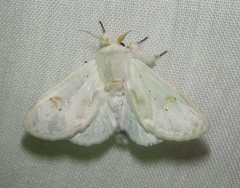Naroma varipes