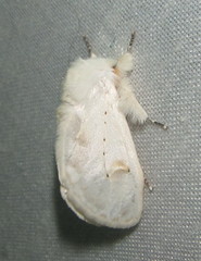 Naroma varipes