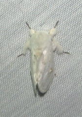 Naroma varipes