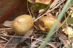 Parinari capensis capensis