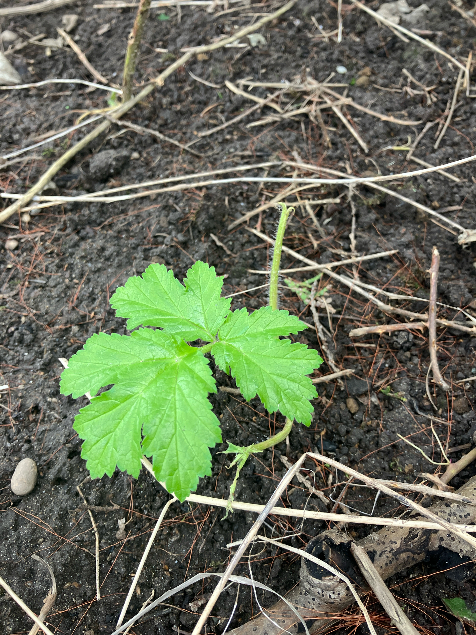 Imagem de Heracleum mantegazzianum