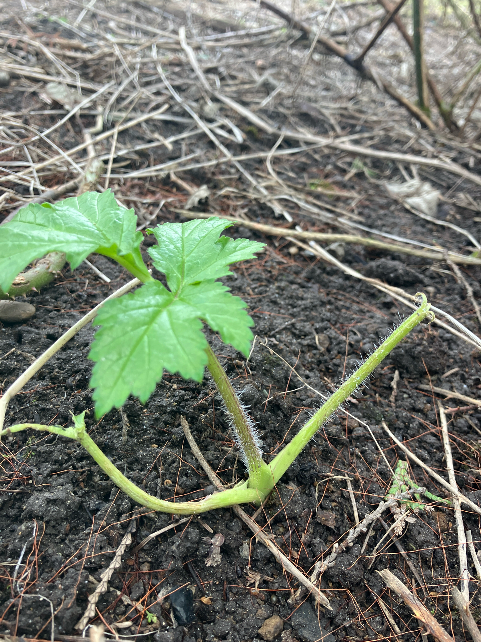 Imagem de Heracleum mantegazzianum