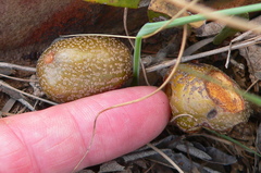 Parinari capensis capensis