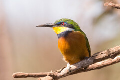 Cinnamon-Chested Bee-Eater photo 3