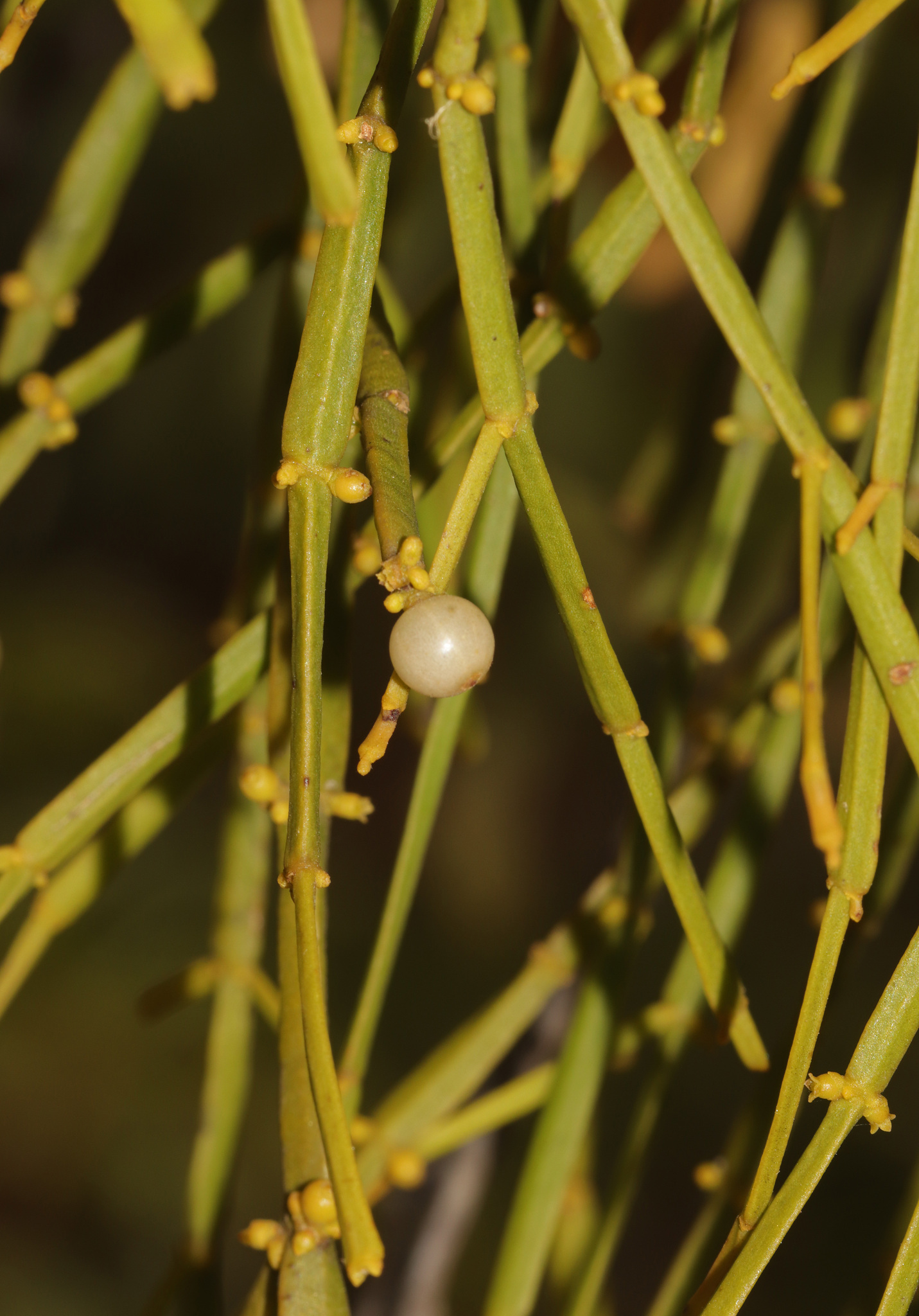 Jointed Mistletoe (Viscum articulatum)