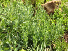 Trichodesma physaloides