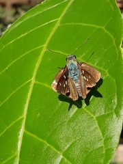 Niconiades incomptus