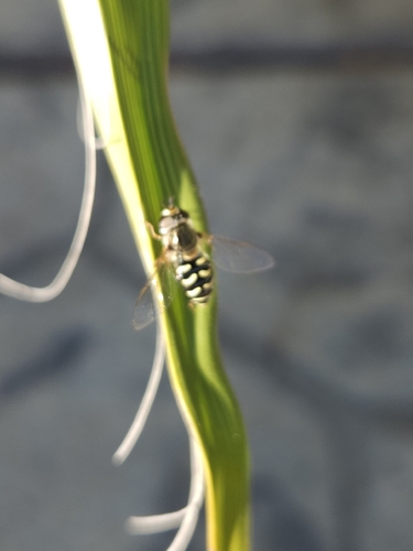 Unknown species found near Jefferson St. & Texas St. (Solano County Government Center), Fairfield, CA 94533, USA