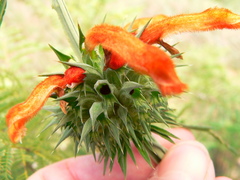 Leonotis nepetifolia nepetifolia