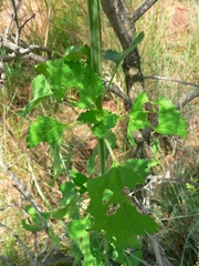 Leonotis nepetifolia nepetifolia