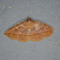 Eulepidotinae