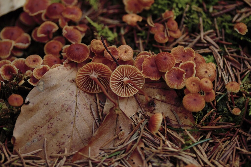 Xeromphalina campanella · March 2026 · photo: © stargazerhs (iNaturalist, cc-by)