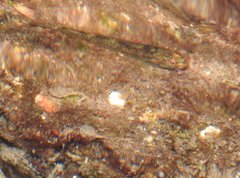 Rhinogobius duospilus