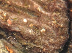 Rhinogobius duospilus