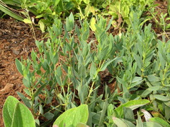 Trichodesma physaloides