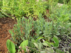 Trichodesma physaloides