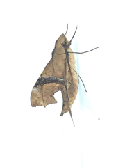 Aleuron iphis