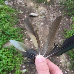 Turdus philomelos