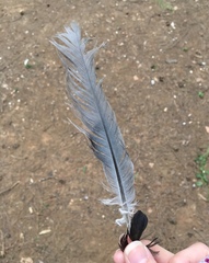 Streptopelia decaocto