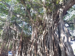 Ficus benghalensis