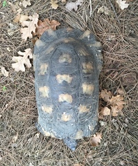 Testudo marginata