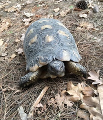 Testudo marginata