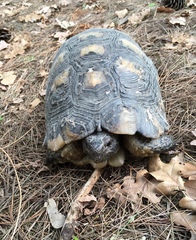 Testudo marginata