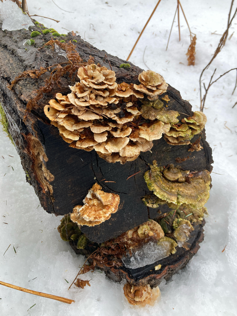 Trametes ochracea · March 2026 · photo: © irenemacaulay_ (iNaturalist, cc0)