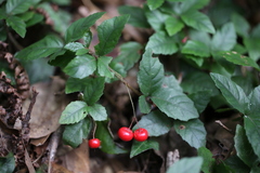 Ardisia pusilla