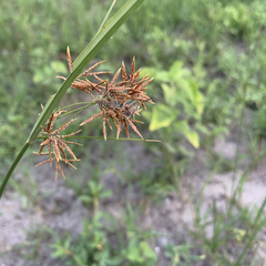 Cyperus denudatus